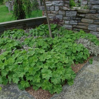 Heuchera villosa Autumn Bride - Coral Bells