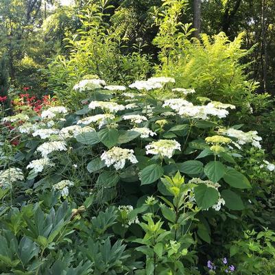 Hydrangea arborescens Haas Halo