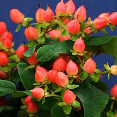 Hypericum inodorum Pumpkin