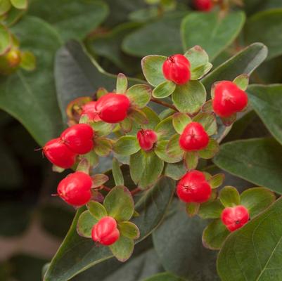 Hypericum inodorum Red Fame