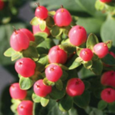 Hypericum inodorum Red Star