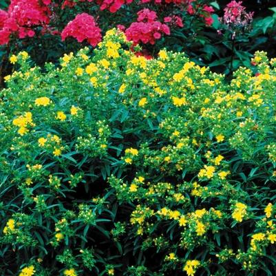 Hypericum kalmianum Gemo