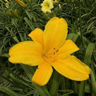 Hemerocallis Buttered Popcorn