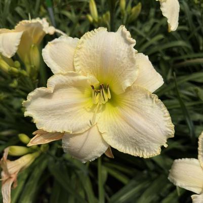 Hemerocallis Early Snow