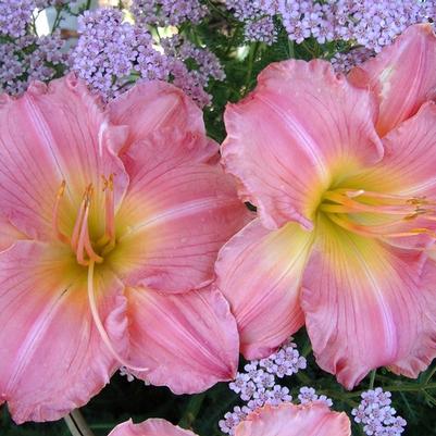 Hemerocallis Jolyene Nichole