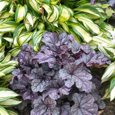 Heuchera Dolce® Frosted Berry