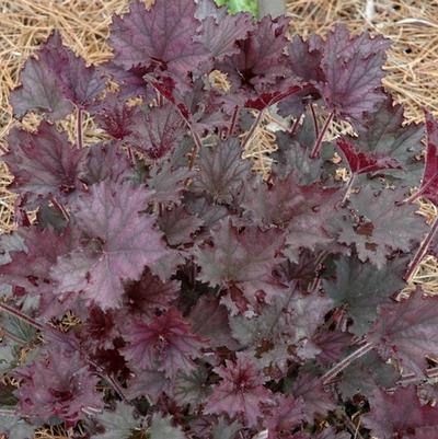Heuchera Frosted Velvet