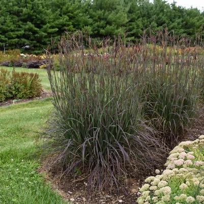 Andropogon gerardii Blackhawks