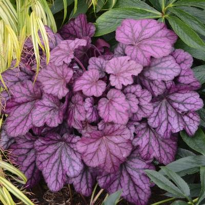 Heuchera Primo™ Wild Rose