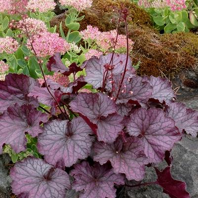 Heuchera Northern Exposure™ Purple