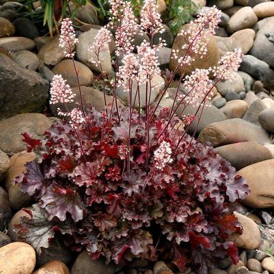 Heuchera Ruby Tuesday