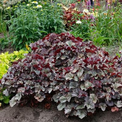 Heuchera Northern Exposure™ Silver