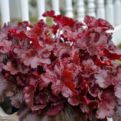 Heuchera Dolce® Cherry Truffles - Coral Bells