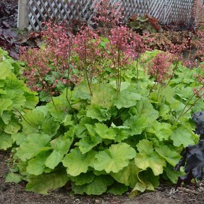 Heuchera Primo™ Pretty Pistachio