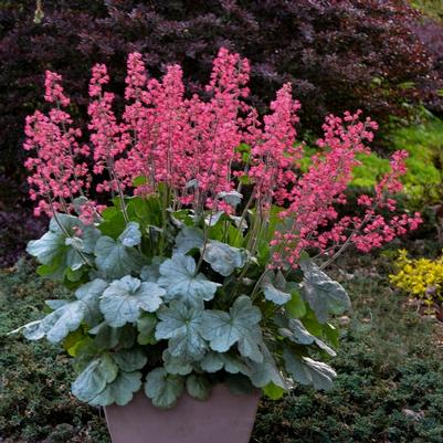 Heuchera Dolce® Spearmint
