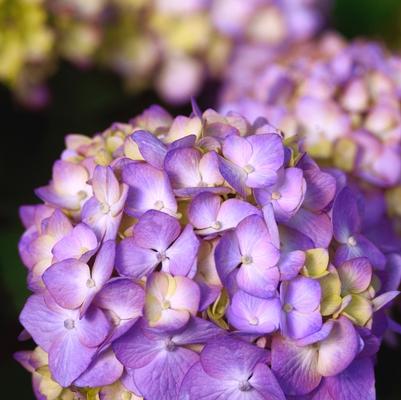 Hydrangea macrophylla Endless Summer BloomStruck®