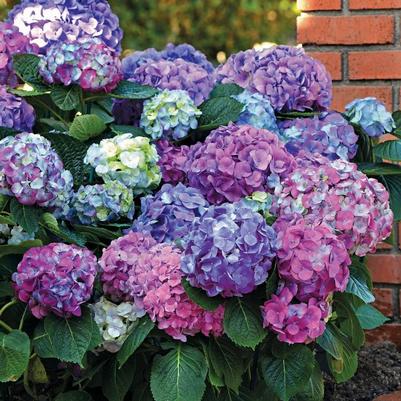 Hydrangea macrophylla L.A. Dreamin'®