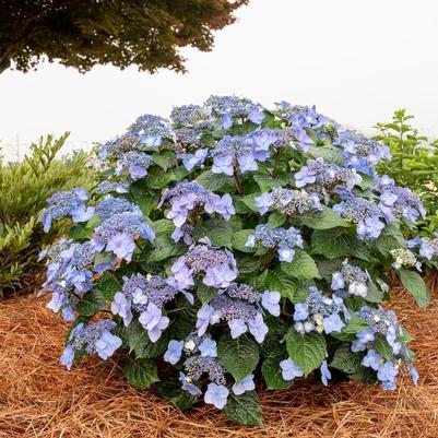 Hydrangea macrophylla Endless Summer® Pop Star™