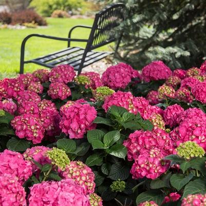 Hydrangea macrophylla Endless Summer® Summer Crush®