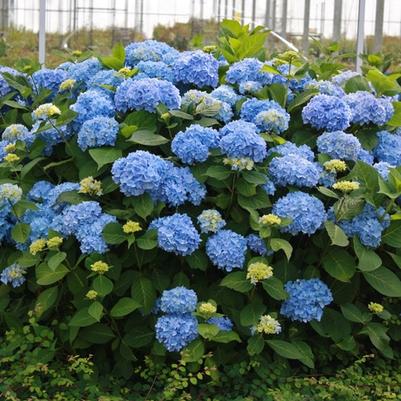 Hydrangea macrophylla Endless Summer® The Original®