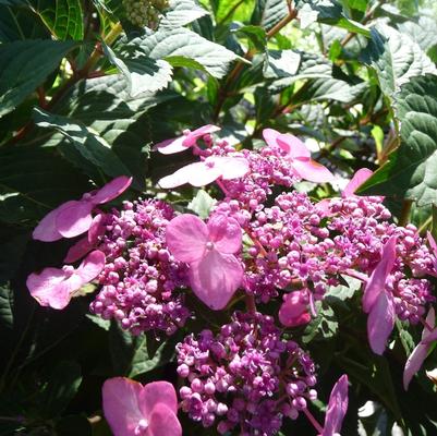 Hydrangea macrophylla Endless Summer® Twist-n-Shout®