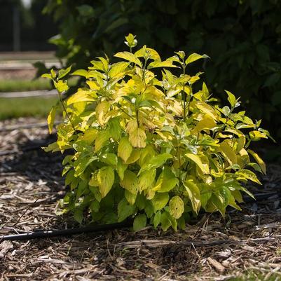Cornus alba Neon Burst™