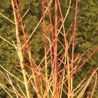 Cornus sanguinea Arctic Sun®