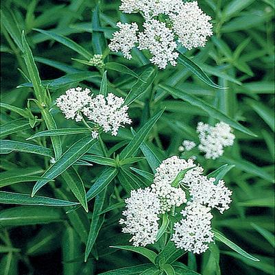 Asclepias incarnata Ice Ballet