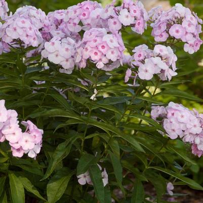 Phlox paniculata Cotton Candy