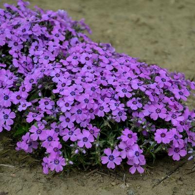 Phlox subulata Eye Shadow