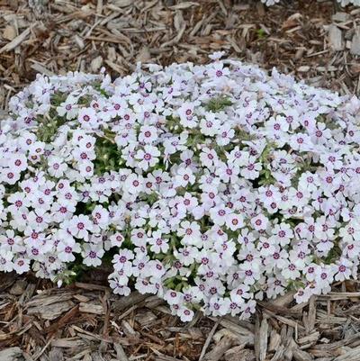 Phlox subulata North Hills