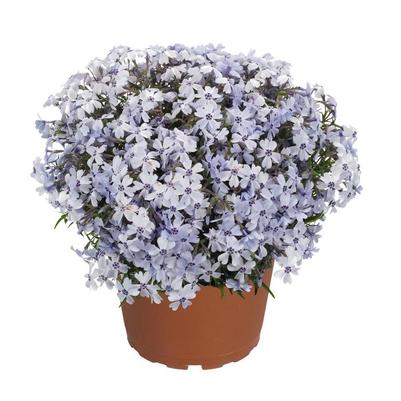 Phlox subulata Spring Blue