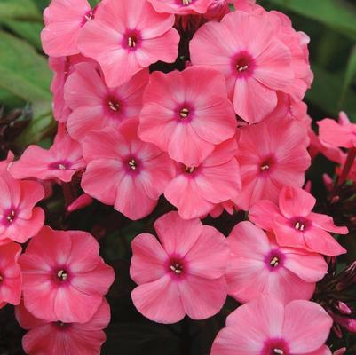 Phlox paniculata Candy Store® Coral Crème Drop™
