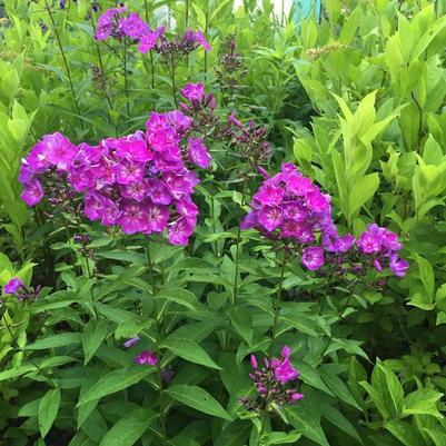 Phlox paniculata Candy Store® Grape Lollipop™
