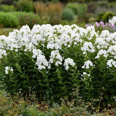 Phlox paniculata Luminary™ Backlight