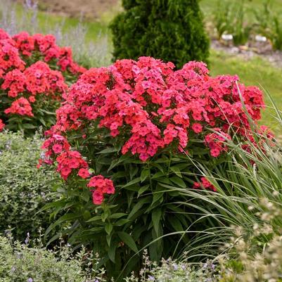 Phlox paniculata Luminary™ Sunset Coral
