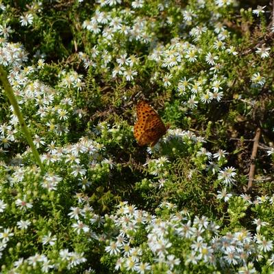 Aster ericoides Snow Flurry