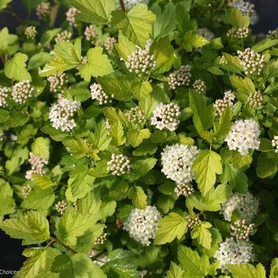 Physocarpus opulifolius Tiny Wine® Gold