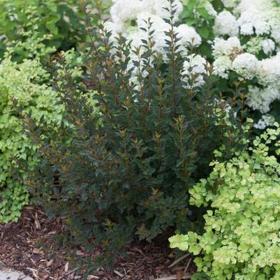 Physocarpus opulifolius Tiny Wine®
