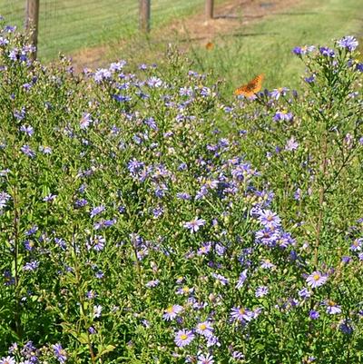 Aster laevis Bluebird