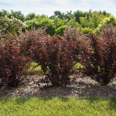 Physocarpus opulifolius Fireside®