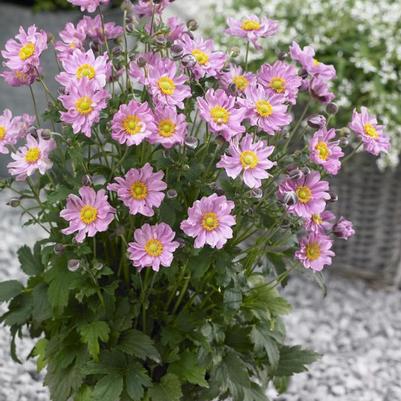 Anemone hupehensis Fantasy™ Pocahontas