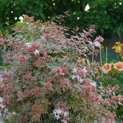 Abelia x grandiflora Tres Amigos™