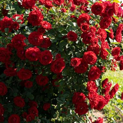Rosa Cherry Frost™