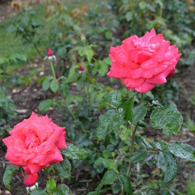 Rosa Cinnamon Dolce