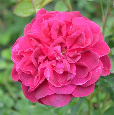 Rosa Darcey Bussell