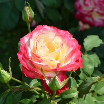 Rosa Double Delight