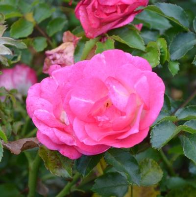 Rosa Easy Elegance® Sunrise Sunset