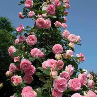 Rosa Eden Climber®