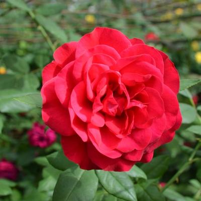 Rosa Europeana